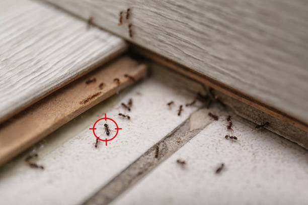 Insect Control in Cherokee, NC
